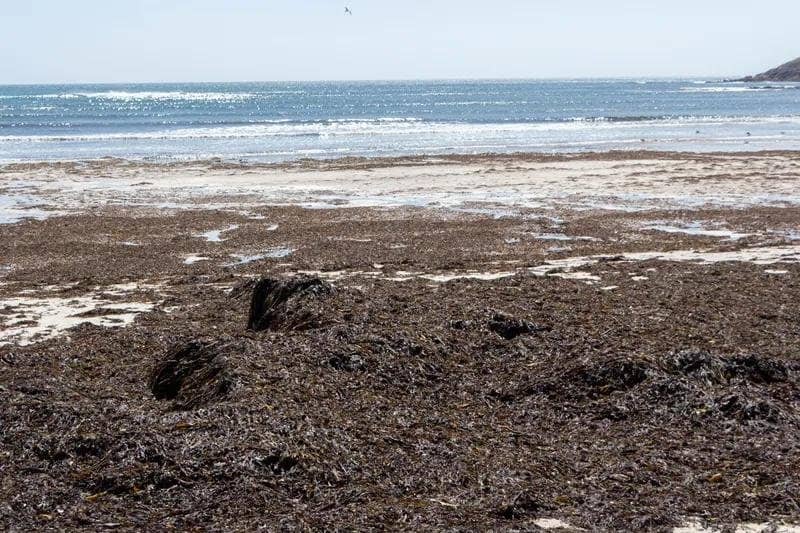Sargassum seaweed blob targeting Florida's coast as health hazard